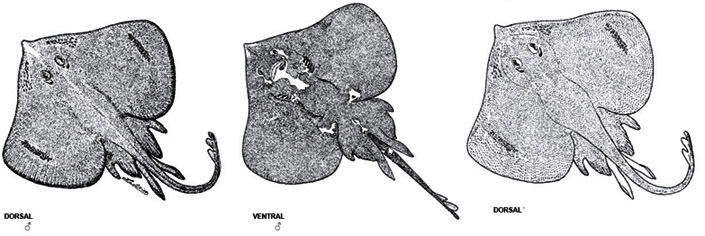 Malacoraja spinacidermis_02.jpg